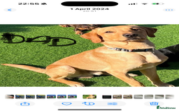 Labrador Retriever dogs for sale: KC registered labrador puppies  - Image 4