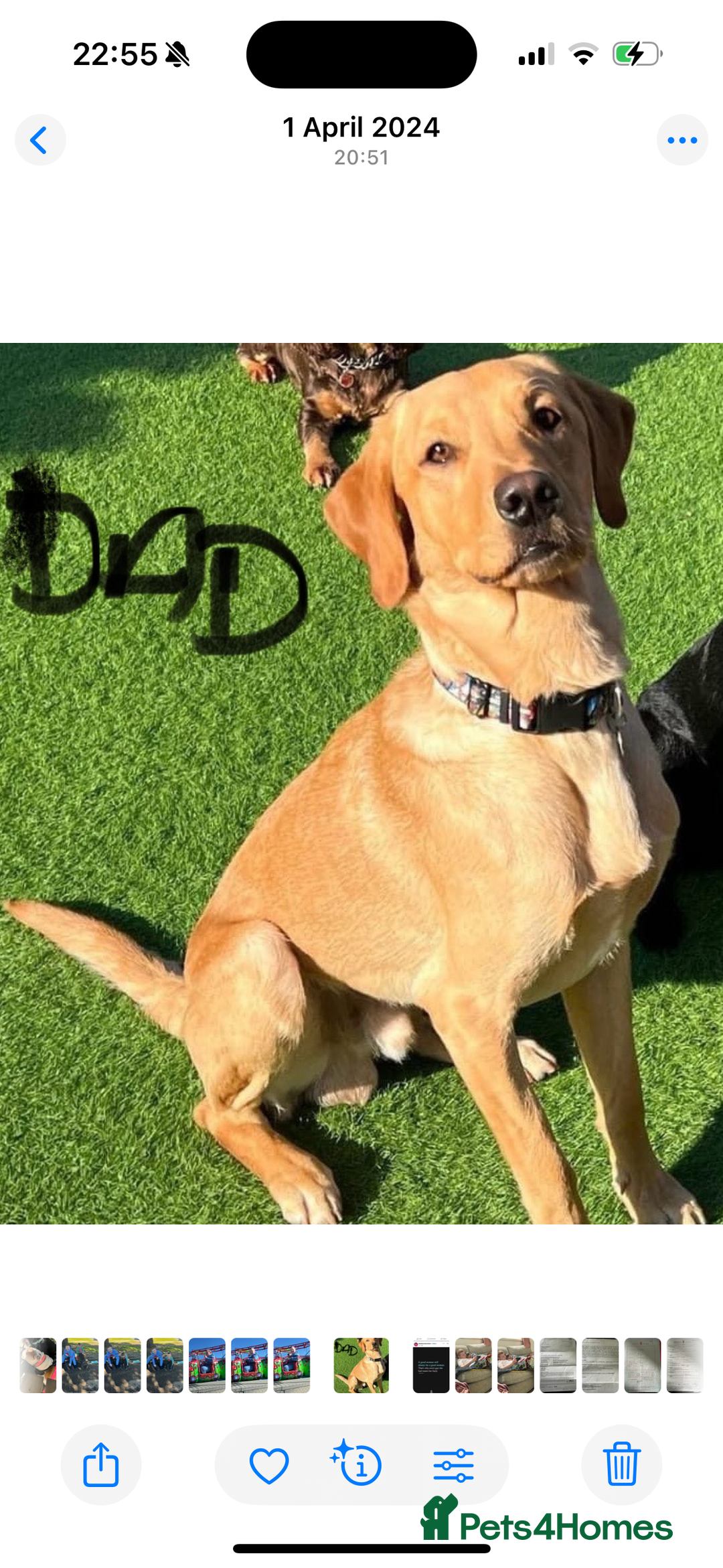 Labrador Retriever dogs for sale: KC registered labrador puppies  - Image 4