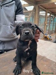 Cane Corso Puppy 2