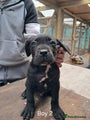 Cane Corso Puppy 2