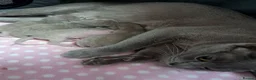 Burmese cats for sale: Pedigree Blue Burmese Kittens - Advert 4