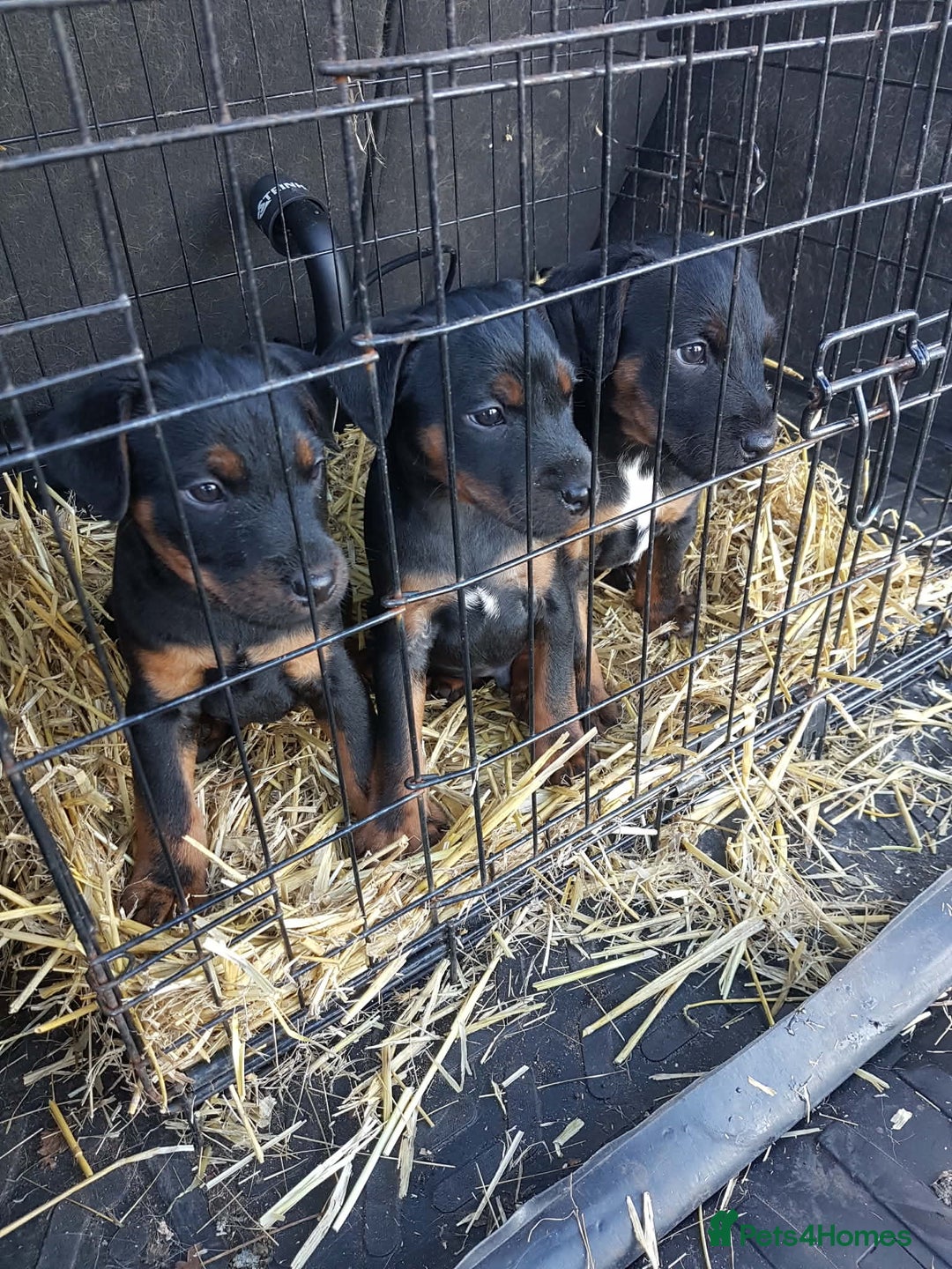 Mixed Breed dogs for sale: 1/4 Jagd, 3/4 Lakeland. Working terrier male - Advert 4