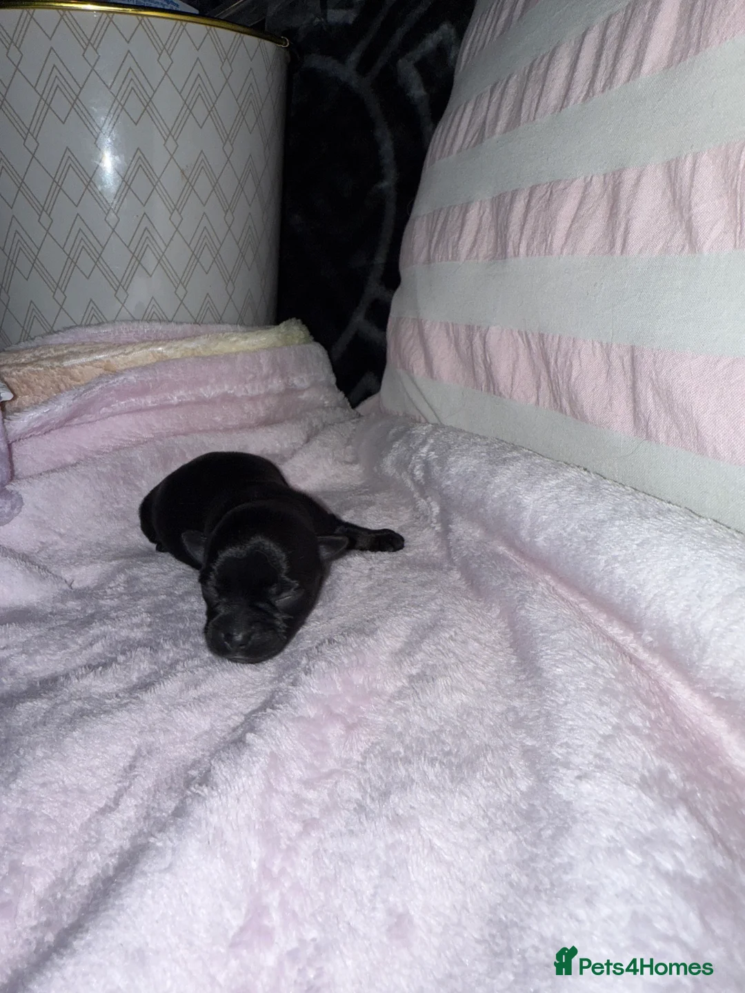 Chorkie dogs for sale: Gorgeous Chorkie girls  - Advert 10