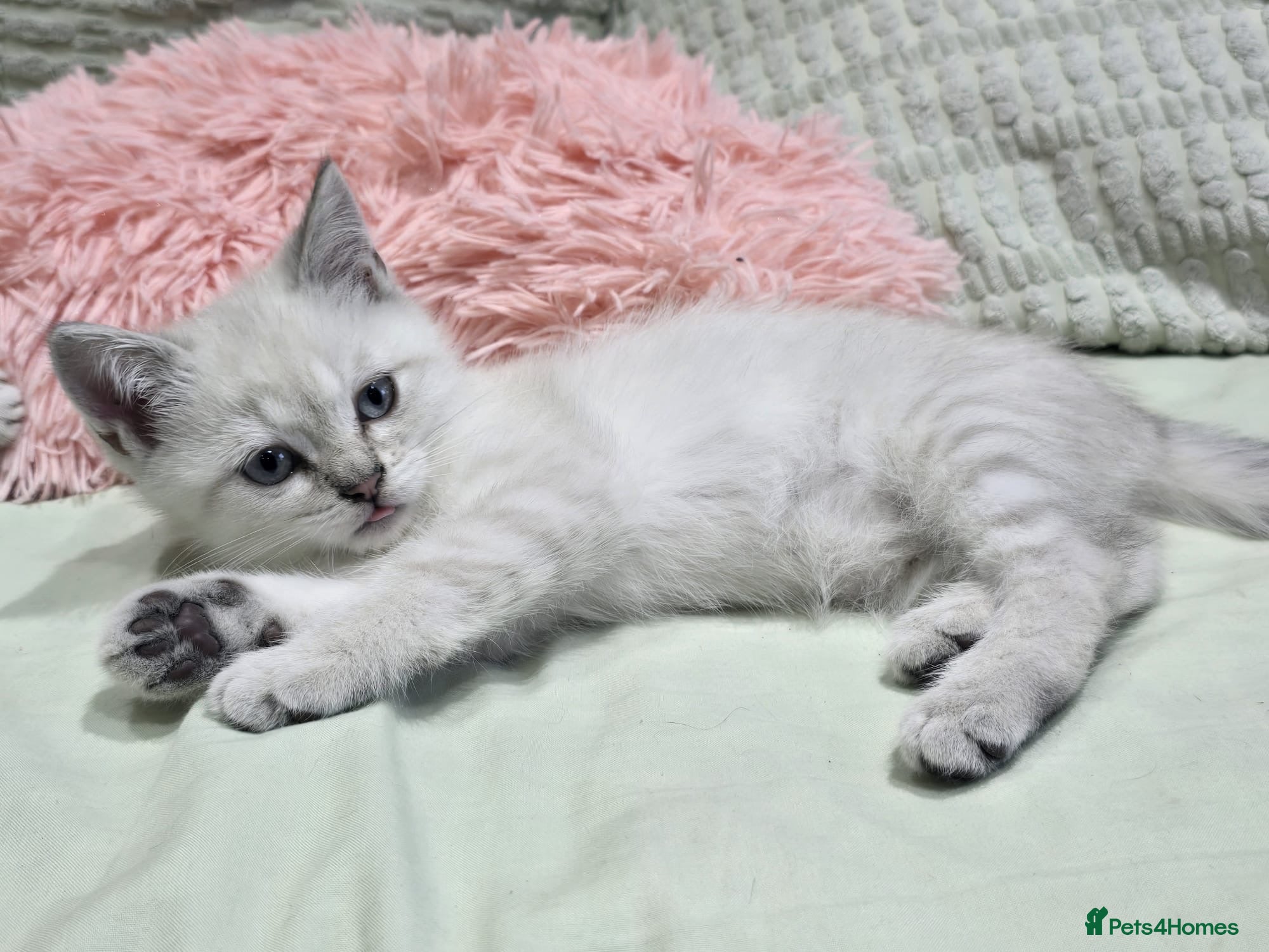 Scottish Fold cats for sale: READY SCOTTISH FOLD KITTENS (URGENT) - Advert 27
