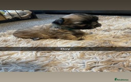 Mixed Breed dogs for sale: Imperial Zuchon cross maltese - Image 10