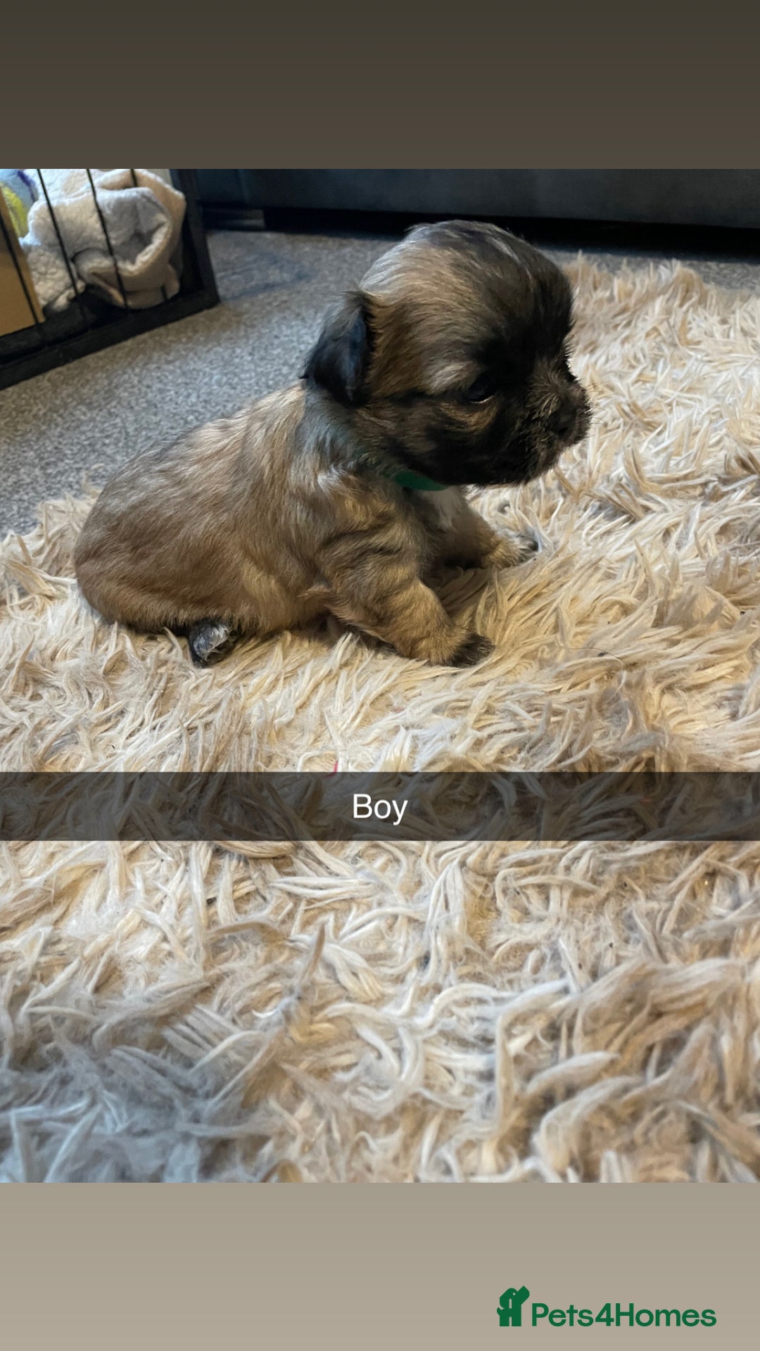 Mixed Breed dogs for sale: Imperial Zuchon cross maltese - Image 10