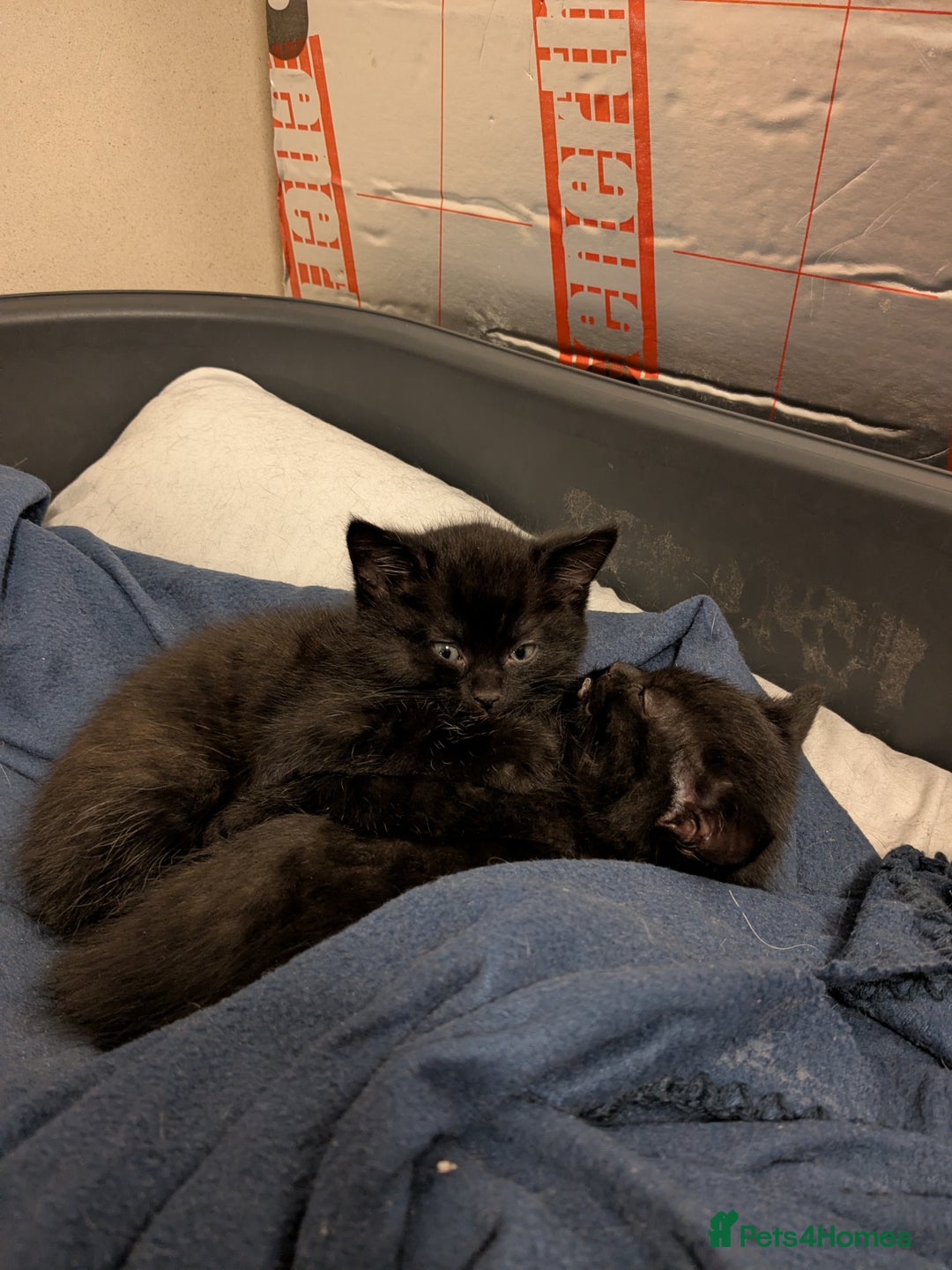 Mixed Breed cats for sale: Kitten ready for a home.  - Advert 3