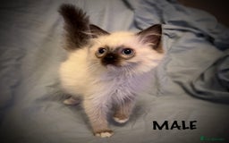 Ragdoll cats for sale: 5 pure Ragdoll kittens for sale - Image 3