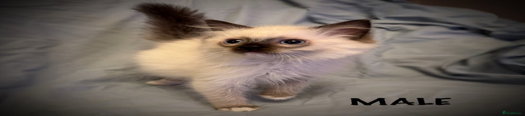 Ragdoll Kitten 3