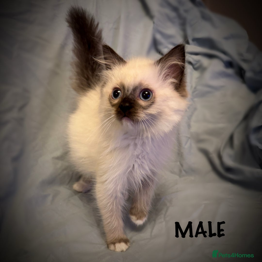 Ragdoll cats for sale: 5 pure Ragdoll kittens for sale - Image 3