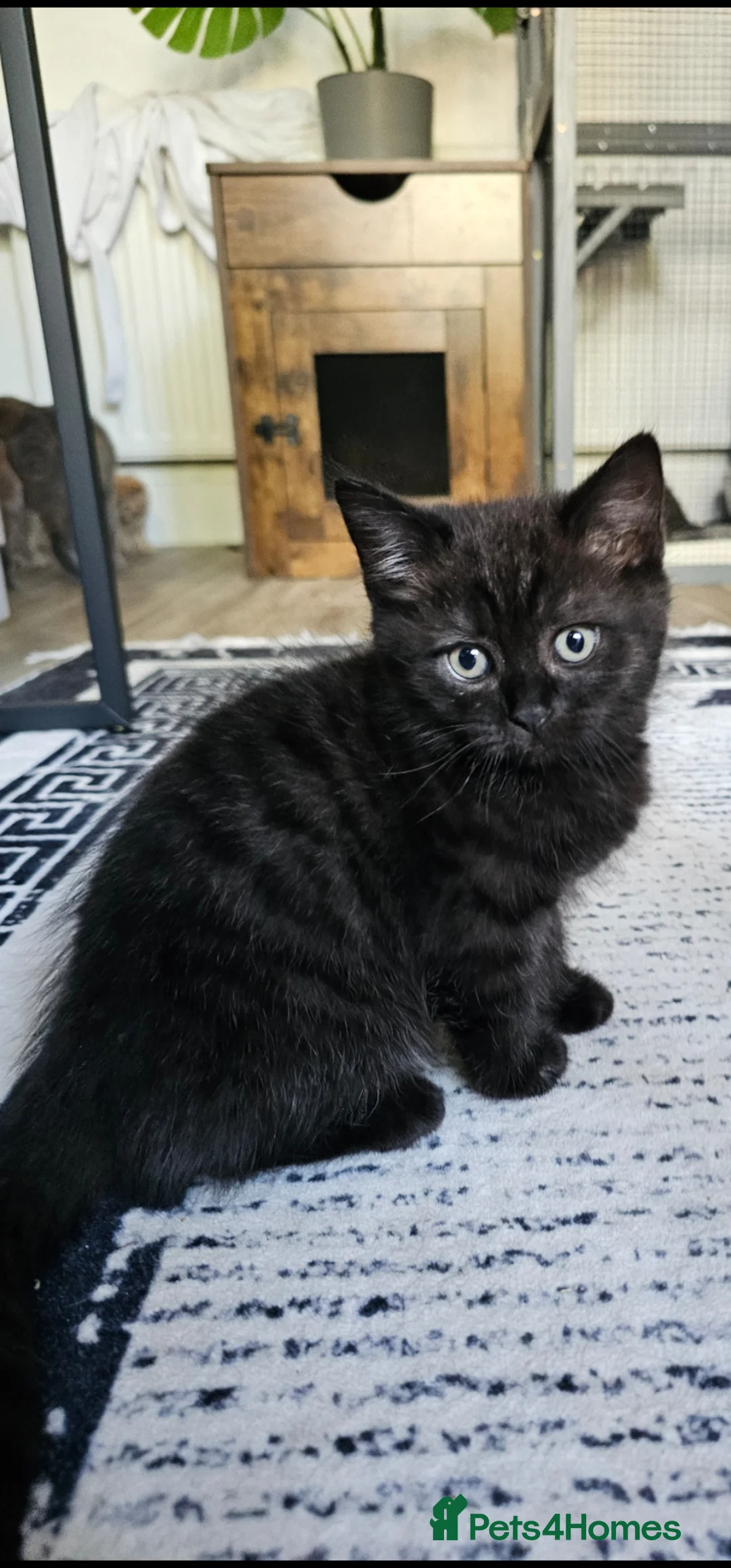 British Shorthair cats for sale: Last 2 British shorthair kittens, ready now - Advert 2