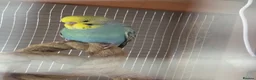 Budgerigars birds for sale: Budgies - Advert 3
