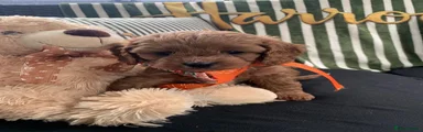 Cavapoo 2