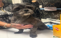 Shih Tzu dogs for stud: Beautiful boy for stud - Image 9