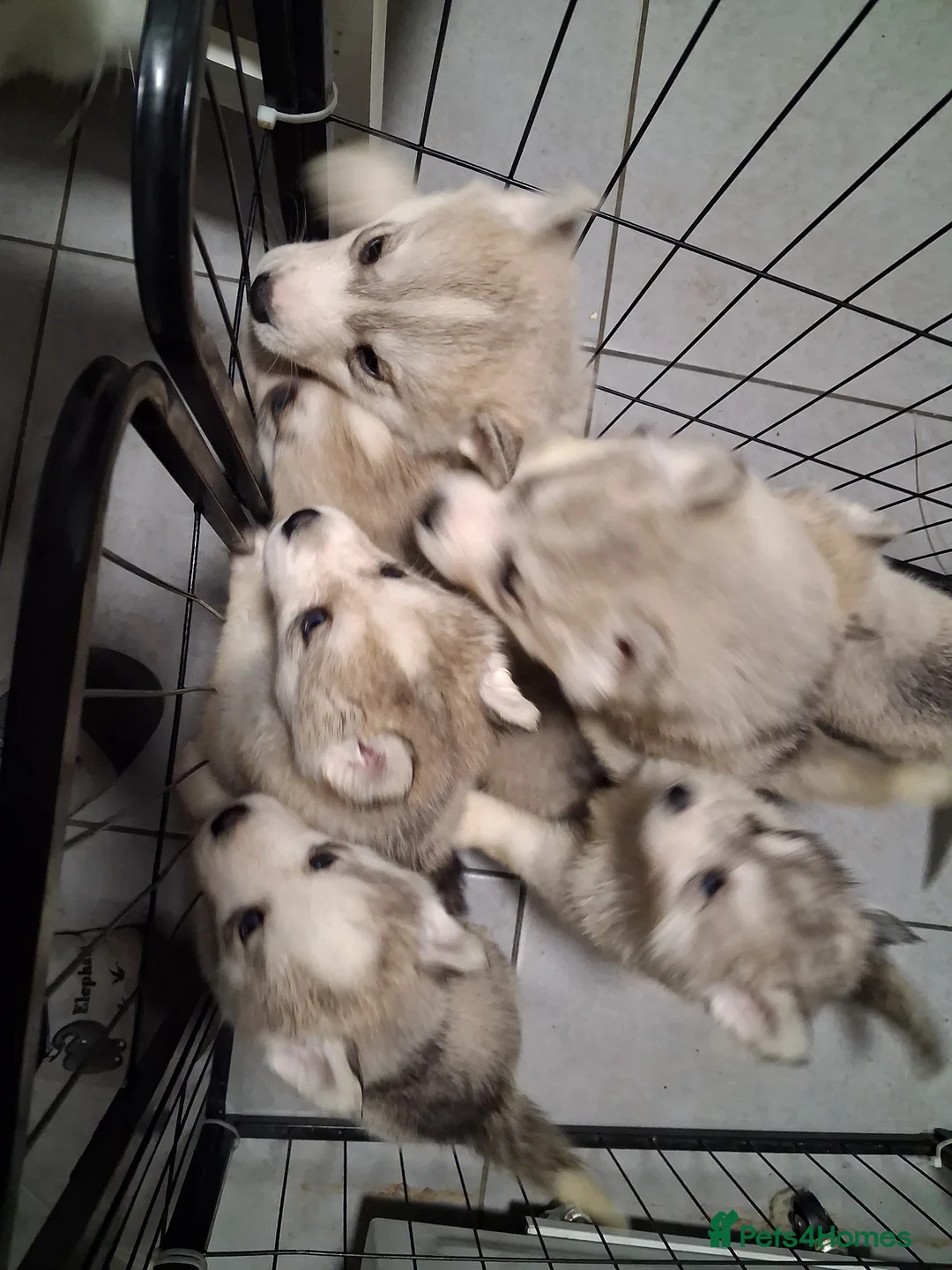 Siberian Husky dogs for sale: Siberian husky pups - Advert 1