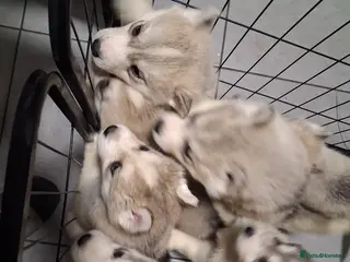 Siberian Husky dogs Siberian husky pups - Advert 19