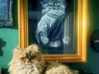 Persian cats - Advert 9