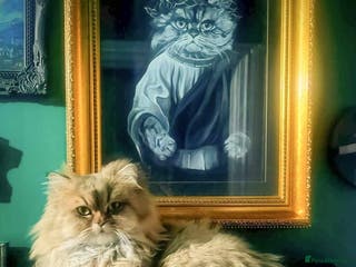 Persian cats for stud: Stud duties: pedigree Persian (Traditional) - Advert 2