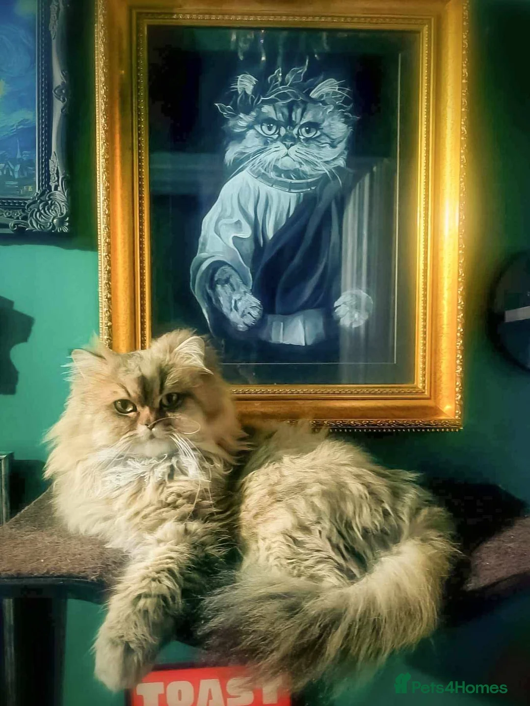 Persian cats for stud: Stud duties: pedigree Persian (Traditional) - Advert 1