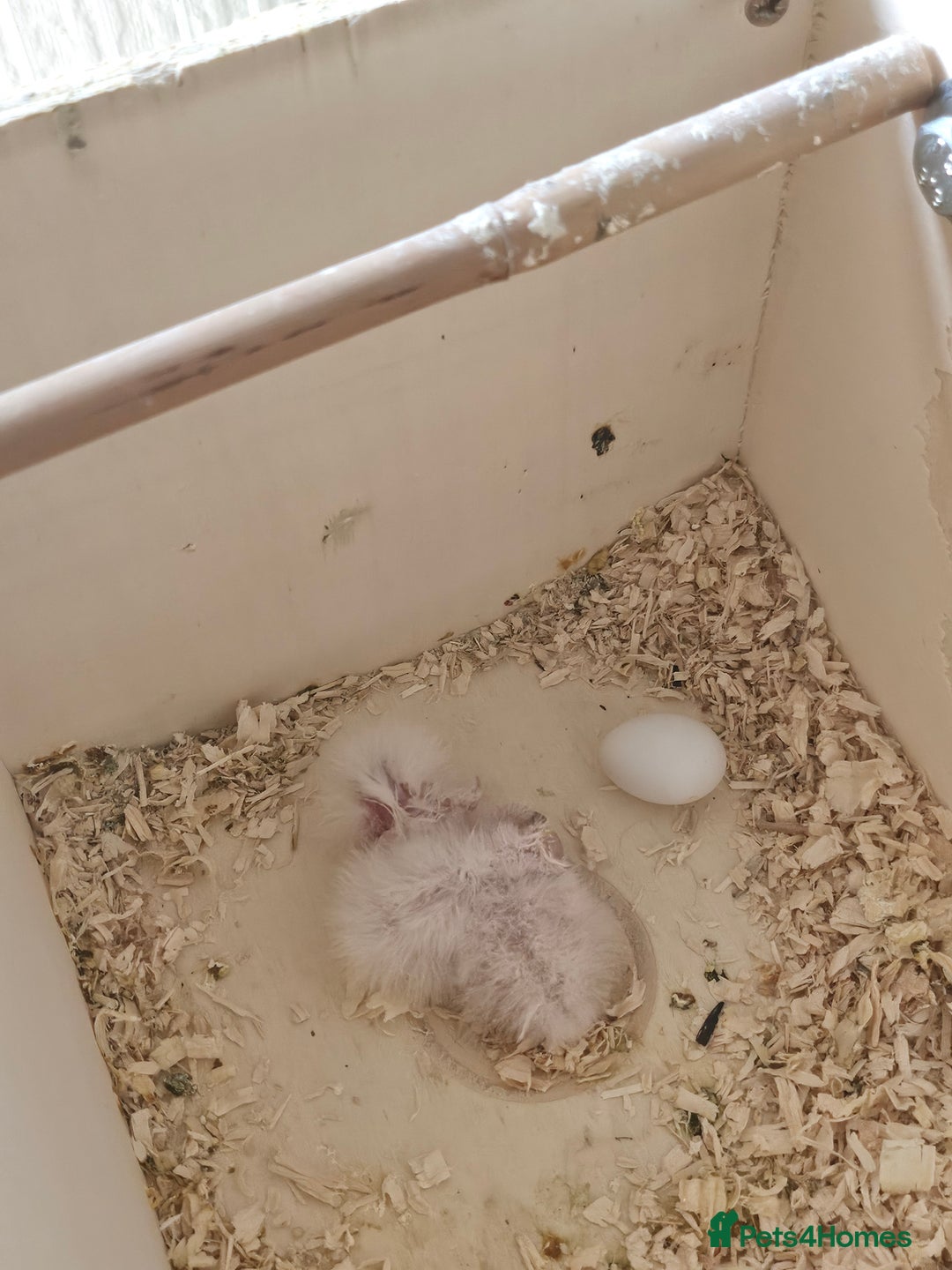 Cockatiels birds for sale: Hand tame cockatiel chicks  - Image 13