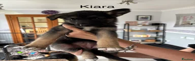 Kiara