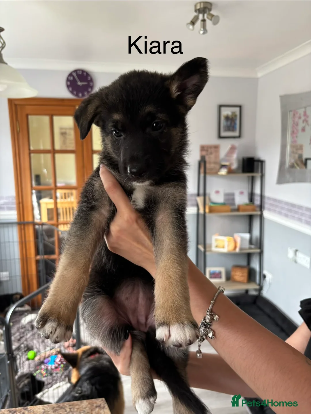 German Shepherd dogs for sale: 10 x KC Registered German Shepherd Puppies - Advert 2