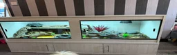 Leopard Gecko reptiles for sale: Community of leopard geckos  - Advert 17