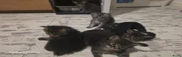 Maine Coon cats for sale: Stunning maine coon. Kittens 4 boys 1 girl  - Advert 6