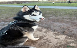 Siberian Husky dogs for sale: Rocky 10 month puppy  - Image 1
