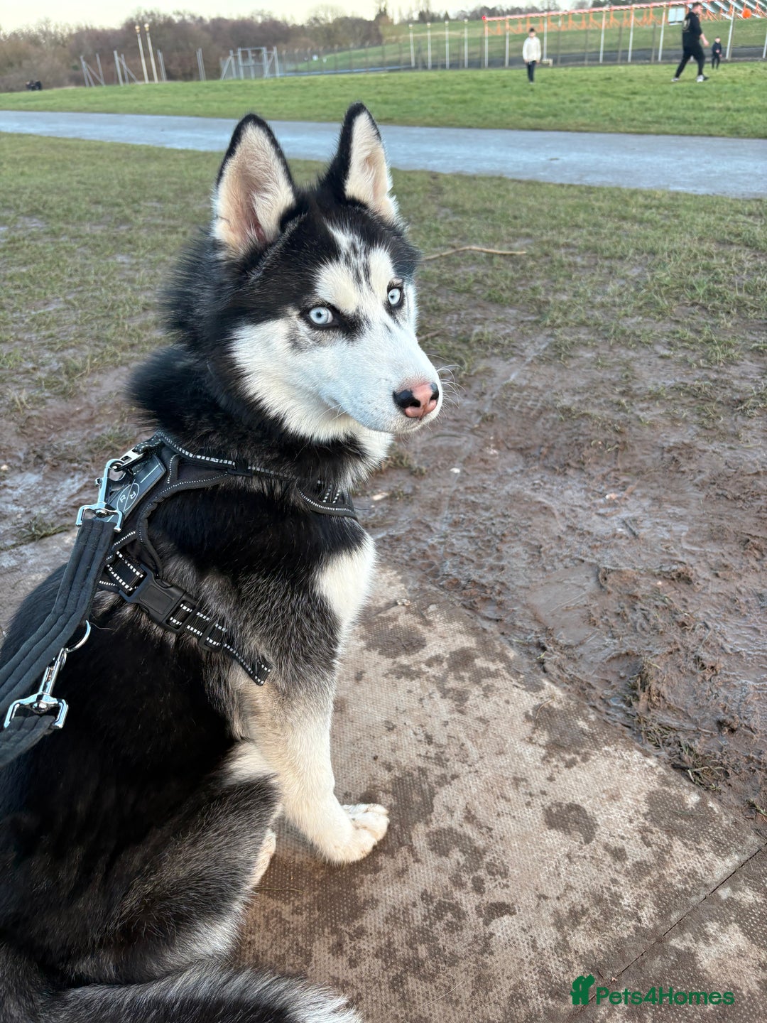 Siberian Husky dogs for sale: Rocky 10 month puppy  - Image 1