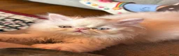 Persian cats for sale: Odd eyed male kitten  - Advert 13