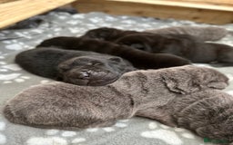 Shar Pei dogs for sale: Beautiful bear/brush coat shar peis  - Image 5