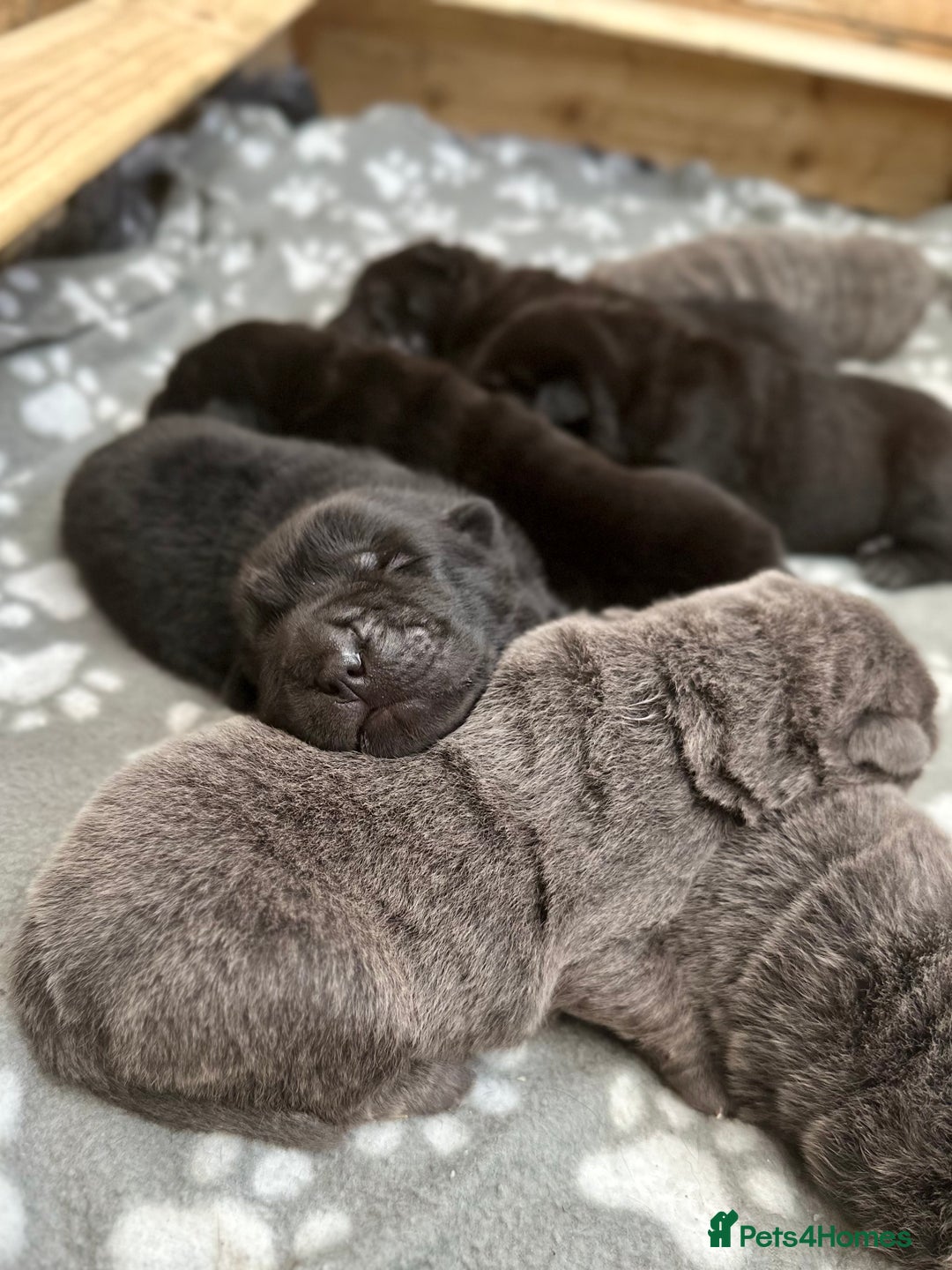 Shar Pei dogs for sale: Beautiful bear/brush coat shar peis  - Image 5