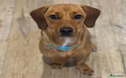 Mixed Breed dogs for adoption: Woody (Mini hound mix) - Advert 2