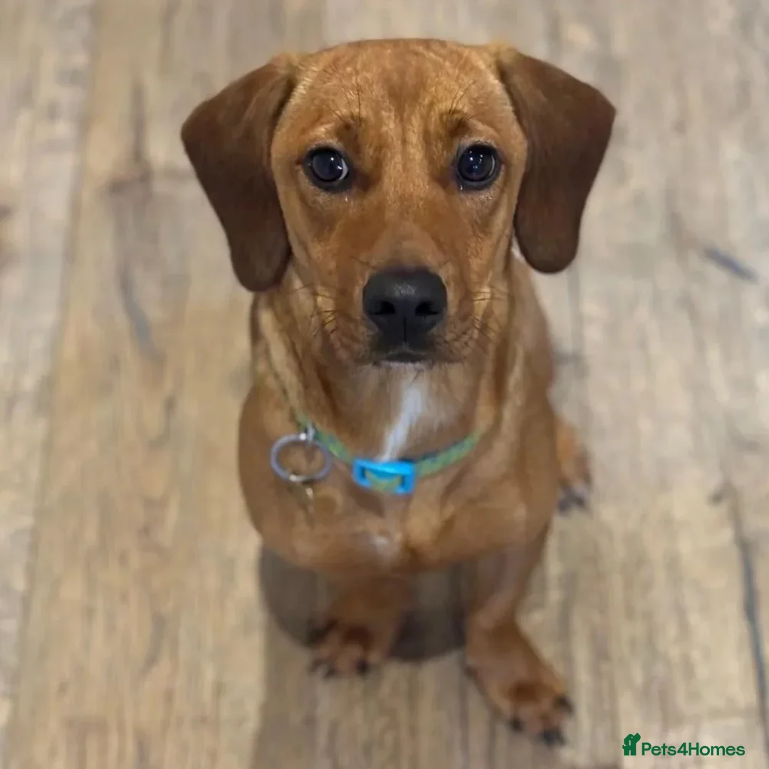 Mixed Breed dogs for adoption: Woody (Mini hound mix) - Advert 2