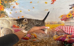 Mixed Breed cats for sale: Ragdoll x Bengal Exquisite Unique kittens - Image 6