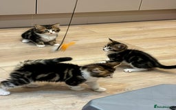Siberian cats for sale: Adorable Siberian Forest Mix Kittens - Image 6