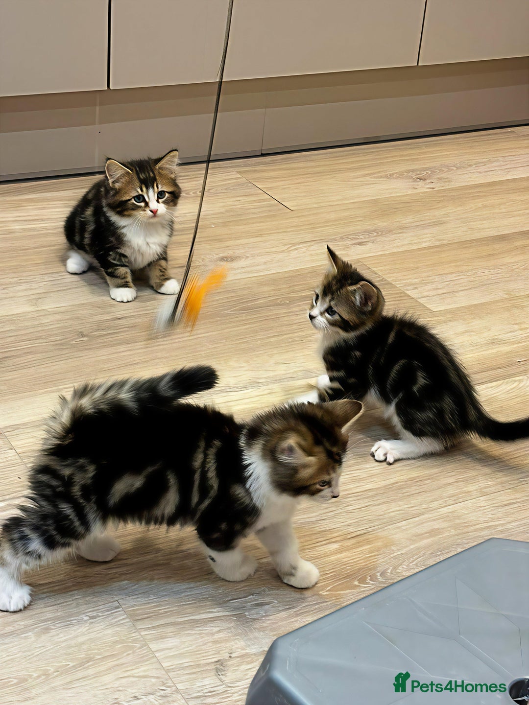 Siberian cats for sale: Adorable Siberian Forest Mix Kittens - Image 6
