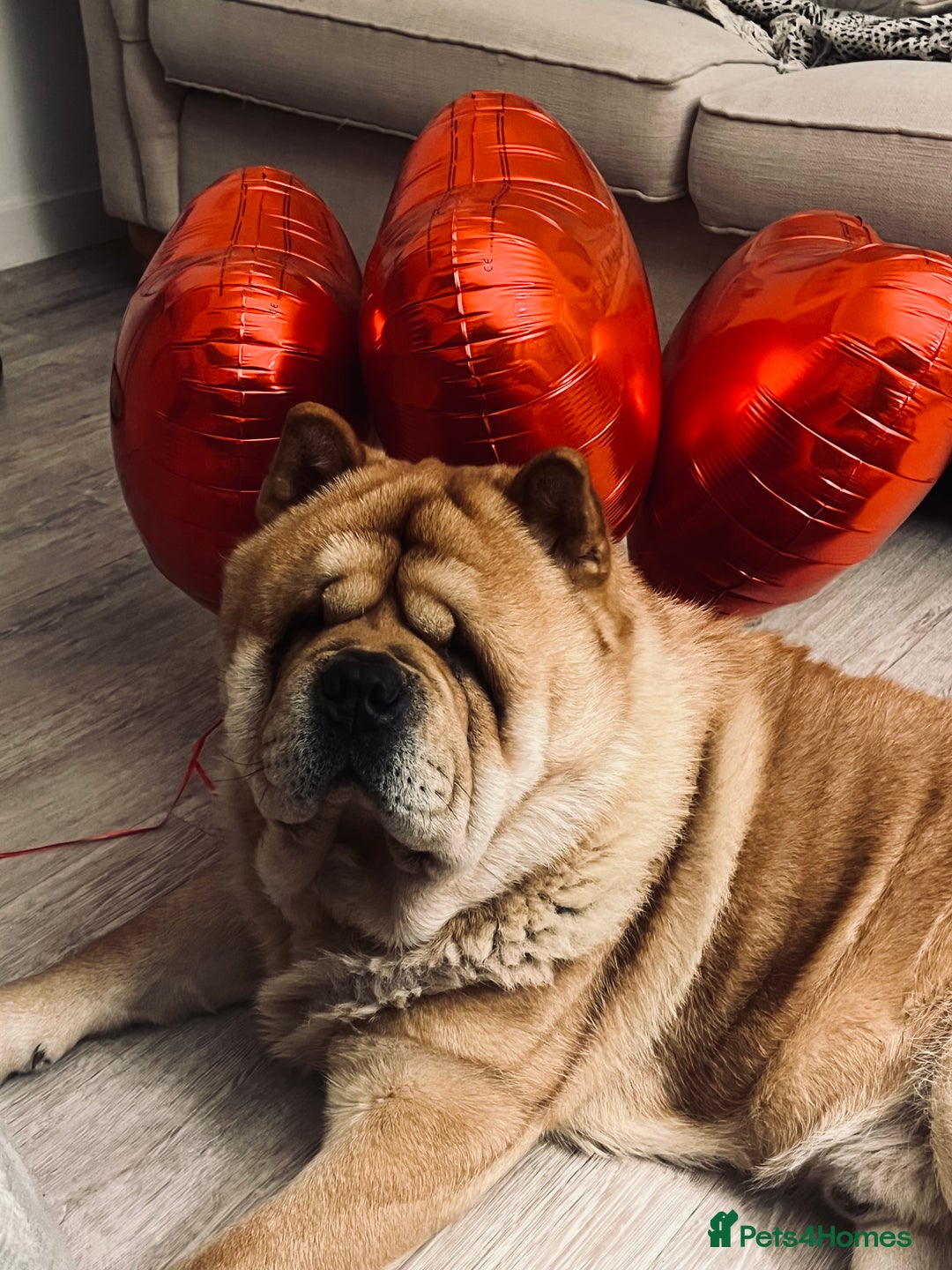 Chow Chow dogs for stud: 🔥STUD🔥 - Advert 4