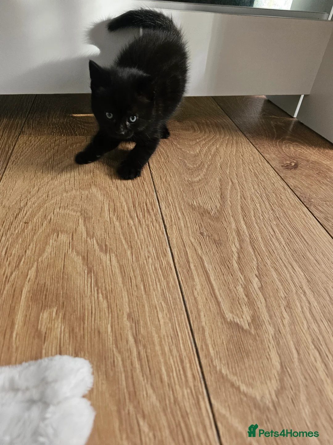 Mixed Breed cats for sale: 5 kittens looking for loving family  - Advert 2