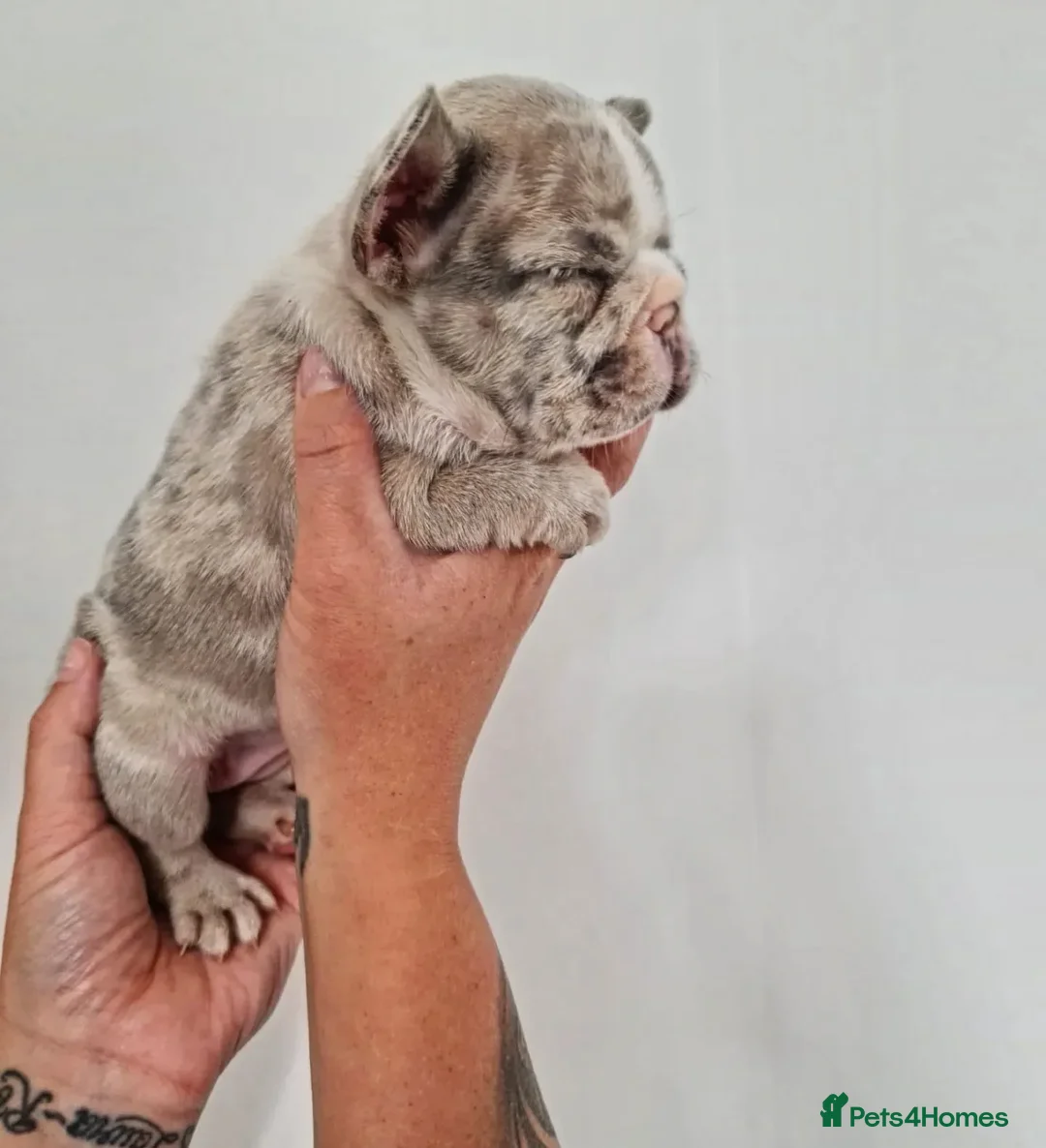 French Bulldog dogs for stud: ** RogueRoyales Zeus ** Fully Suited Lilac Merle  in Wolverhampton - Advert 11