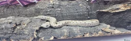 Snake reptiles for sale: Baby Western Hognoses mixed sex and morphs £100ea - Advert 3