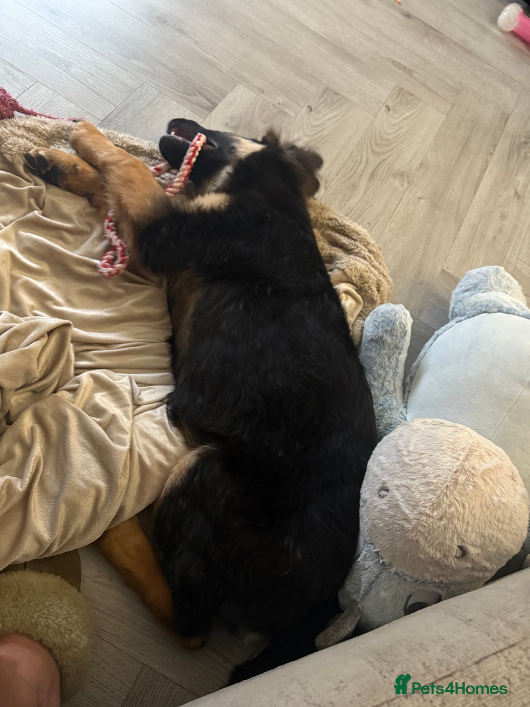 German Shepherd dogs for sale: 💔 Loving Home Wanted  – 4-Month-Old GS Puppy 💔 - Advert 6
