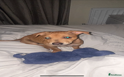 Mixed Breed dogs for sale: Little girl ❤️  - Image 3