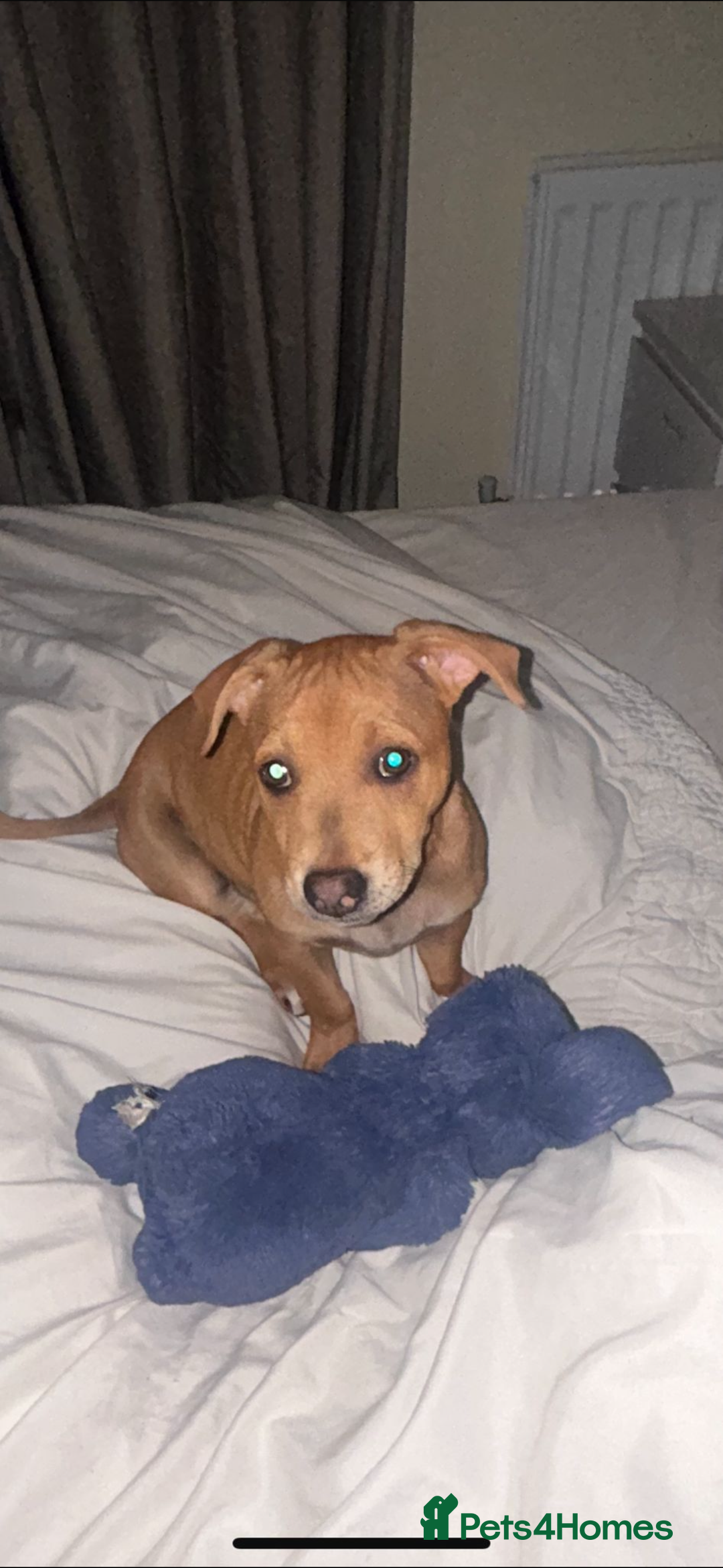 Mixed Breed dogs for sale: Little girl ❤️  - Image 3