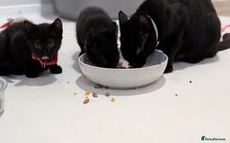 Mixed Breed cats for sale: Beautiful Kittens - Image 16