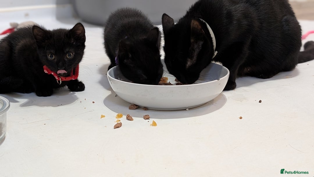 Mixed Breed cats for sale: Beautiful Kittens - Image 16