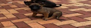 Belgian Shepherd dark blue collar