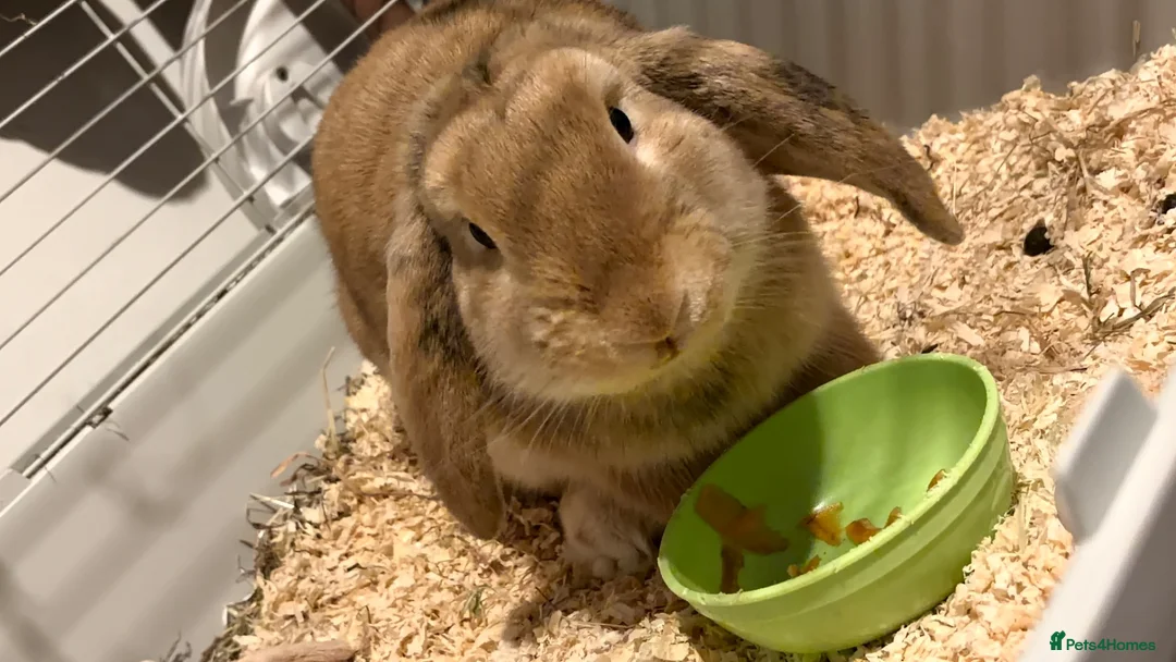 Mixed Breed rabbits for sale: 7 month old indoor male rabbit Thor in Hemel Hempstead - Advert 1