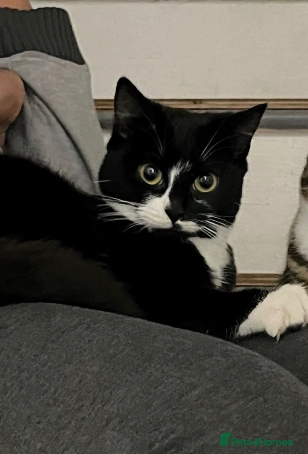 Mixed Breed cats for sale: Male Tuxedo looking for new home - Advert 2